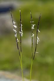 Attēlu rezultāti vaicājumam “Nardus stricta fruit”
