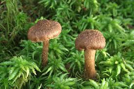 Attēlu rezultāti vaicājumam “Inocybe lanuginosa”