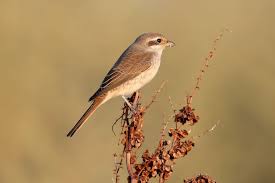 Attēlu rezultāti vaicājumam “Lanius collurio female”