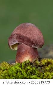 Attēlu rezultāti vaicājumam “Tricholomopsis rutilans”