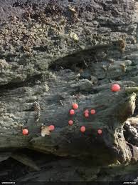 Attēlu rezultāti vaicājumam “Lycogala exiguum aggr.”