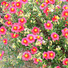 Attēlu rezultāti vaicājumam “Helianthemum x hybridum flower”