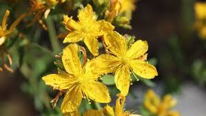 Image result for Hypericum perforatum