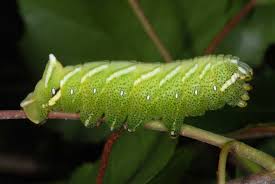 Attēlu rezultāti vaicājumam “Endromis versicolora”