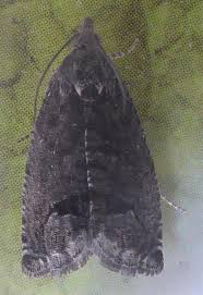 Attēlu rezultāti vaicājumam “Cydia splendana”