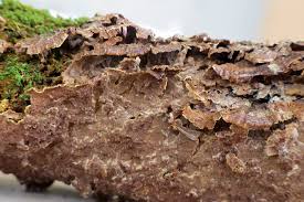 Attēlu rezultāti vaicājumam “Hymenochaete tabacina”