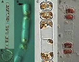 Attēlu rezultāti vaicājumam “Dianema nivale spores”