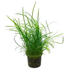 Attēlu rezultāti vaicājumam “Subularia aquatica leaf”