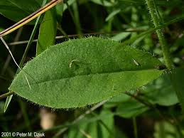Attēlu rezultāti vaicājumam “Hieracium vulgatum leaf”
