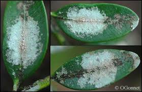 Attēlu rezultāti vaicājumam “Fellhanera subtilis”