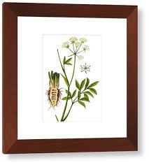 Attēlu rezultāti vaicājumam “Cicuta virosa flower”