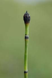 Attēlu rezultāti vaicājumam “Equisetum variegatum”