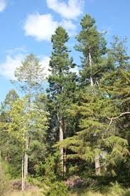 Attēlu rezultāti vaicājumam “Pseudotsuga menziesii”