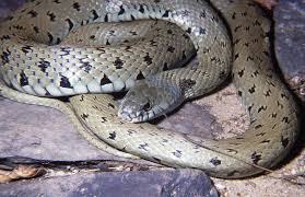 Attēlu rezultāti vaicājumam “Natrix natrix”