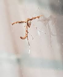 Attēlu rezultāti vaicājumam “Cnaemidophorus rhododactyla”