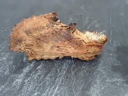 Attēlu rezultāti vaicājumam “Ptilodon capucina larva”