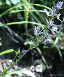 Attēlu rezultāti vaicājumam “Swertia perennis flower”