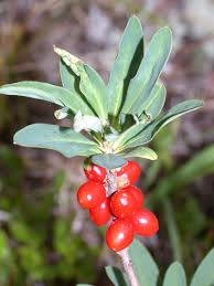 Attēlu rezultāti vaicājumam “Daphne mezereum fruit”