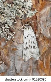 Attēlu rezultāti vaicājumam “Coscinia cribraria imago”