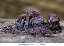 Attēlu rezultāti vaicājumam “Stemonitis fusca young”