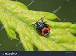 Attēlu rezultāti vaicājumam “Zicrona caerulea nymph”