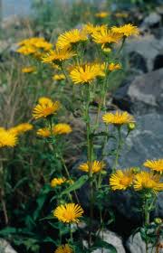 Attēlu rezultāti vaicājumam “Inula britannica leaf”