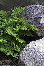 Attēlu rezultāti vaicājumam “Phegopteris connectilis”