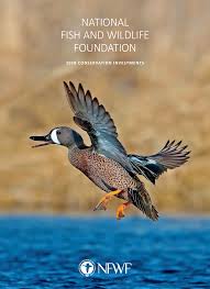 Image result for Ingarfield Condor Team