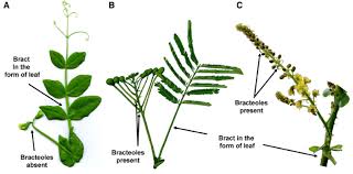 Attēlu rezultāti vaicājumam “Pisum sativum leaf”