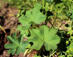 Attēlu rezultāti vaicājumam “Alchemilla vulgaris aggr. bud”