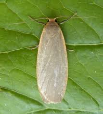 Attēlu rezultāti vaicājumam “Eilema griseola larva”