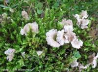 Attēlu rezultāti vaicājumam “Arrhenia spatulata”