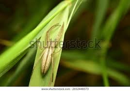 Attēlu rezultāti vaicājumam “Tibellus oblongus”