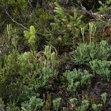 Attēlu rezultāti vaicājumam “Diphasiastrum tristachyum”