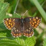 Attēlu rezultāti vaicājumam “Hamearis lucina underside”