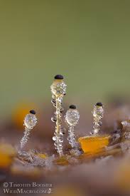 Attēlu rezultāti vaicājumam “Pilobolus crystallinus”