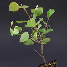 Attēlu rezultāti vaicājumam “Populus tremula leaf”