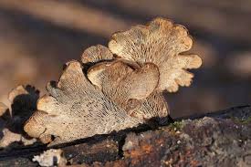 Attēlu rezultāti vaicājumam “Lentinellus ursinus”