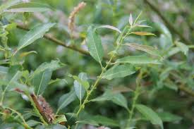 Attēlu rezultāti vaicājumam “Salix triandra fruit”