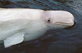 Image result for Delphinapterus leucas