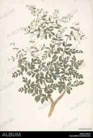 Attēlu rezultāti vaicājumam “Euphorbia helioscopia leaf”