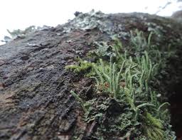 Attēlu rezultāti vaicājumam “Cladonia coniocraea”