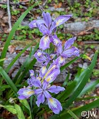 Attēlu rezultāti vaicājumam “Iris rosenbachiana”