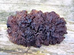 Attēlu rezultāti vaicājumam “Exidia saccharina”