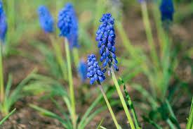 Attēlu rezultāti vaicājumam “Muscari botryoides flower”
