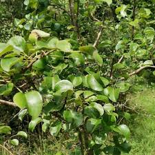 Attēlu rezultāti vaicājumam “Pyrus pyraster leaf”