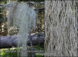 Attēlu rezultāti vaicājumam “Bryoria capillaris”