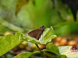 Attēlu rezultāti vaicājumam “Phosphaenus hemipterus male”