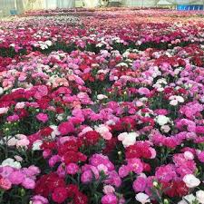 Attēlu rezultāti vaicājumam “Dianthus arenarius leaf”