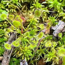 Attēlu rezultāti vaicājumam “Drosera rotundifolia”